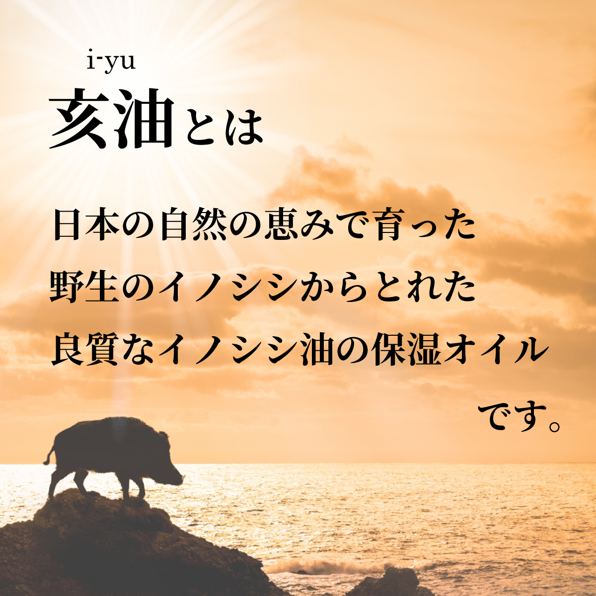 亥油は日本の自然で育った野生のイノシシからとれた良質なイノシシ油の保湿オイルであることを載せたバナー画像
